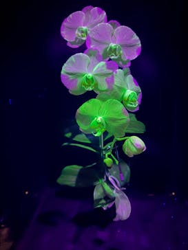 世界らん展2026-花と緑の祭典-に投稿された画像（2026/2/5）