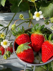 高津園に投稿された画像（2026/2/6）