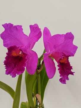 世界らん展2026-花と緑の祭典-に投稿された画像（2026/2/6）