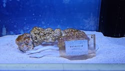 マクセル アクアパーク品川に投稿された画像（2026/2/6）