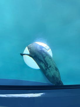 しながわ水族館に投稿された画像（2026/2/6）