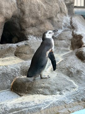 しながわ水族館に投稿された画像（2026/2/6）