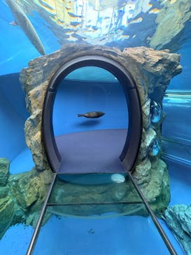しながわ水族館に投稿された画像（2026/2/6）
