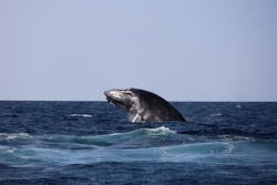 沖縄アイランドクルーに投稿された画像（2026/2/6）