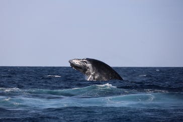 沖縄アイランドクルーに投稿された画像（2026/2/6）