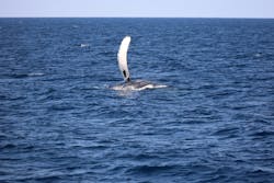 沖縄アイランドクルーに投稿された画像（2026/2/6）