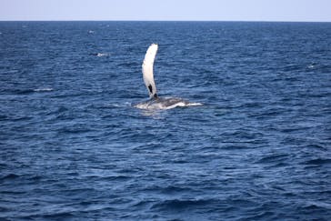 沖縄アイランドクルーに投稿された画像（2026/2/6）