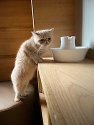 猫カフェモカ　新宿店に投稿された画像（2026/2/6）