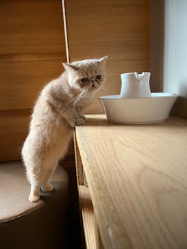 猫カフェモカ　新宿店に投稿された画像（2026/2/6）