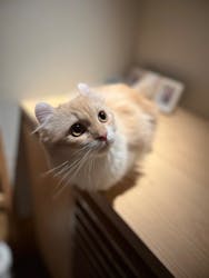 猫カフェモカ　新宿店に投稿された画像（2026/2/6）