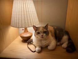 猫カフェモカ　新宿店に投稿された画像（2026/2/6）