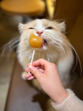 猫カフェモカ　新宿店に投稿された画像（2026/2/6）