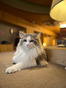 猫カフェモカ　新宿店に投稿された画像（2026/2/6）