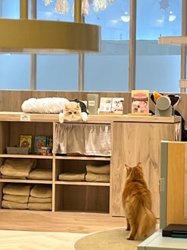猫カフェモカ　名古屋則武新町店に投稿された画像（2026/2/6）