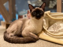 猫カフェモカ　名古屋則武新町店に投稿された画像（2026/2/6）