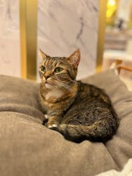 猫カフェモカ　名古屋則武新町店に投稿された画像（2026/2/6）