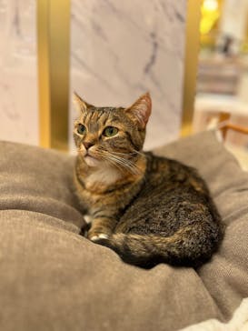 猫カフェモカ　名古屋則武新町店に投稿された画像（2026/2/6）