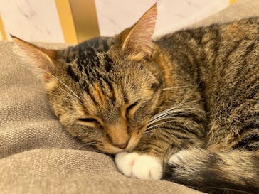 猫カフェモカ　名古屋則武新町店に投稿された画像（2026/2/6）