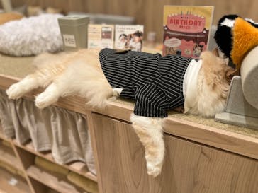 猫カフェモカ　名古屋則武新町店に投稿された画像（2026/2/6）