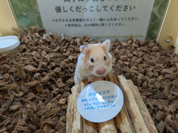 Moff animal world BIGHOPガーデンモール印西店に投稿された画像（2026/2/6）