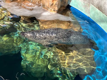 しながわ水族館に投稿された画像（2026/2/6）