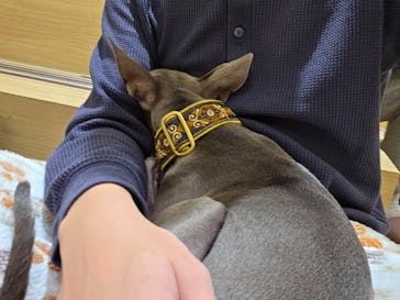 いぬカフェRio 秋葉原店に投稿された画像（2026/2/6）