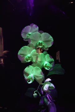 世界らん展2026-花と緑の祭典-に投稿された画像（2026/2/6）