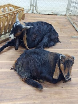 アニタッチ 東京ドームシティに投稿された画像（2026/2/6）