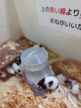 アニタッチ 東京ドームシティに投稿された画像（2026/2/6）