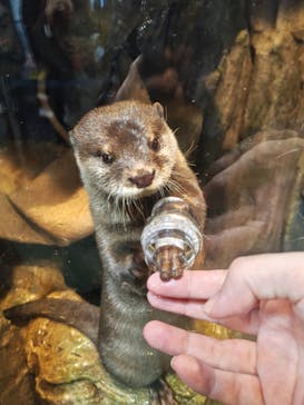 新江ノ島水族館に投稿された画像（2026/2/6）