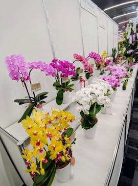 世界らん展2026-花と緑の祭典-に投稿された画像（2026/2/6）