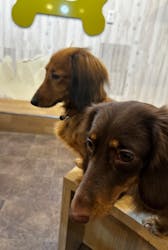 いぬカフェRio 吉祥寺店に投稿された画像（2026/2/6）