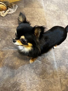 いぬカフェRio 吉祥寺店に投稿された画像（2026/2/6）