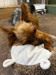 いぬカフェRio 吉祥寺店に投稿された画像（2026/2/6）