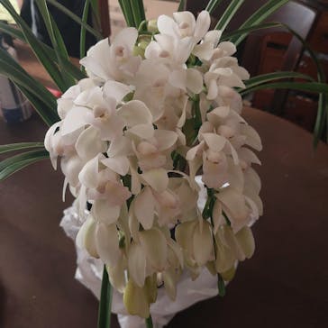 世界らん展2026-花と緑の祭典-に投稿された画像（2026/2/6）