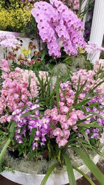 世界らん展2026-花と緑の祭典-に投稿された画像（2026/2/6）