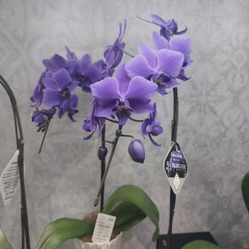 世界らん展2026-花と緑の祭典-に投稿された画像（2026/2/6）