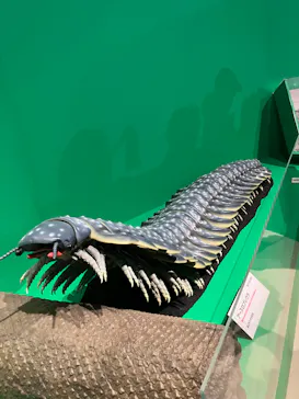 特別展「大絶滅展―生命史のビッグファイブ」に投稿された画像（2026/2/6）