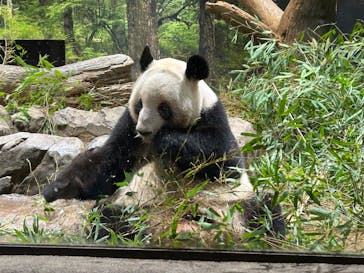 恩賜上野動物園に投稿された画像（2026/2/6）