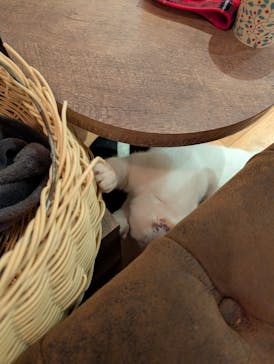 猫カフェモカ　池袋東口店に投稿された画像（2026/2/6）