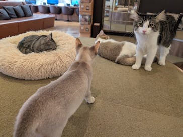 猫カフェモカ　池袋東口店に投稿された画像（2026/2/6）