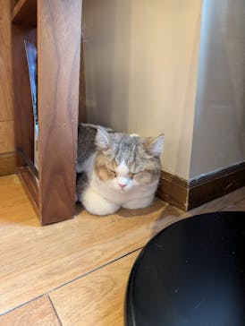 猫カフェモカ　池袋東口店に投稿された画像（2026/2/6）