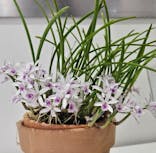 世界らん展2026-花と緑の祭典-に投稿された画像（2026/2/6）