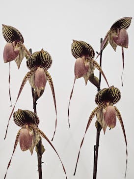 世界らん展2026-花と緑の祭典-に投稿された画像（2026/2/6）