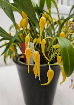 世界らん展2026-花と緑の祭典-に投稿された画像（2026/2/6）