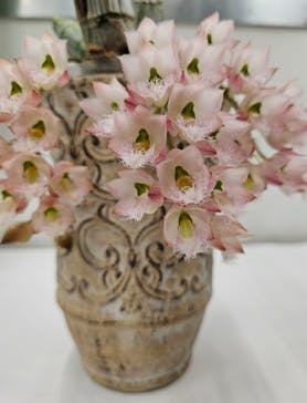 世界らん展2026-花と緑の祭典-に投稿された画像（2026/2/6）