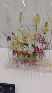 世界らん展2026-花と緑の祭典-に投稿された画像（2026/2/6）