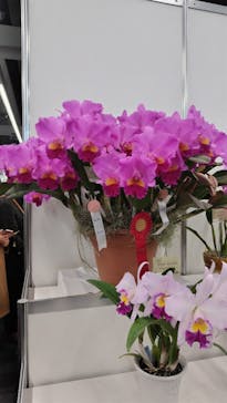 世界らん展2026-花と緑の祭典-に投稿された画像（2026/2/6）