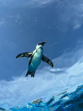 サンシャイン水族館に投稿された画像（2026/2/6）