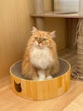 Cat Café MOFF グランベリーパーク店に投稿された画像（2026/2/6）